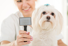 pet Products