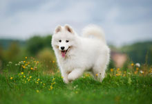 white dog